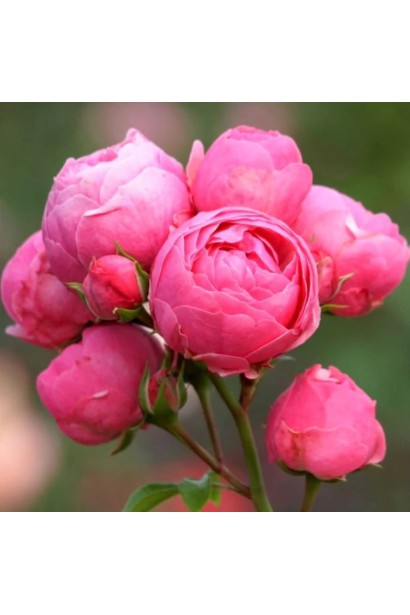 Троянда флорібунда Помпонелла